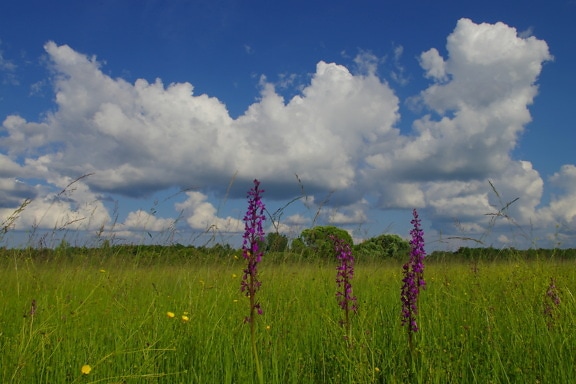 cubierta de hierba, prado, púrpura, flores silvestres, Orquídea, paisaje, hierba