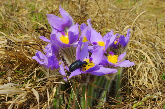 Pasque flower (Pulsatilla patens) wildflower with violet oil beetle (Meloe violaceus)