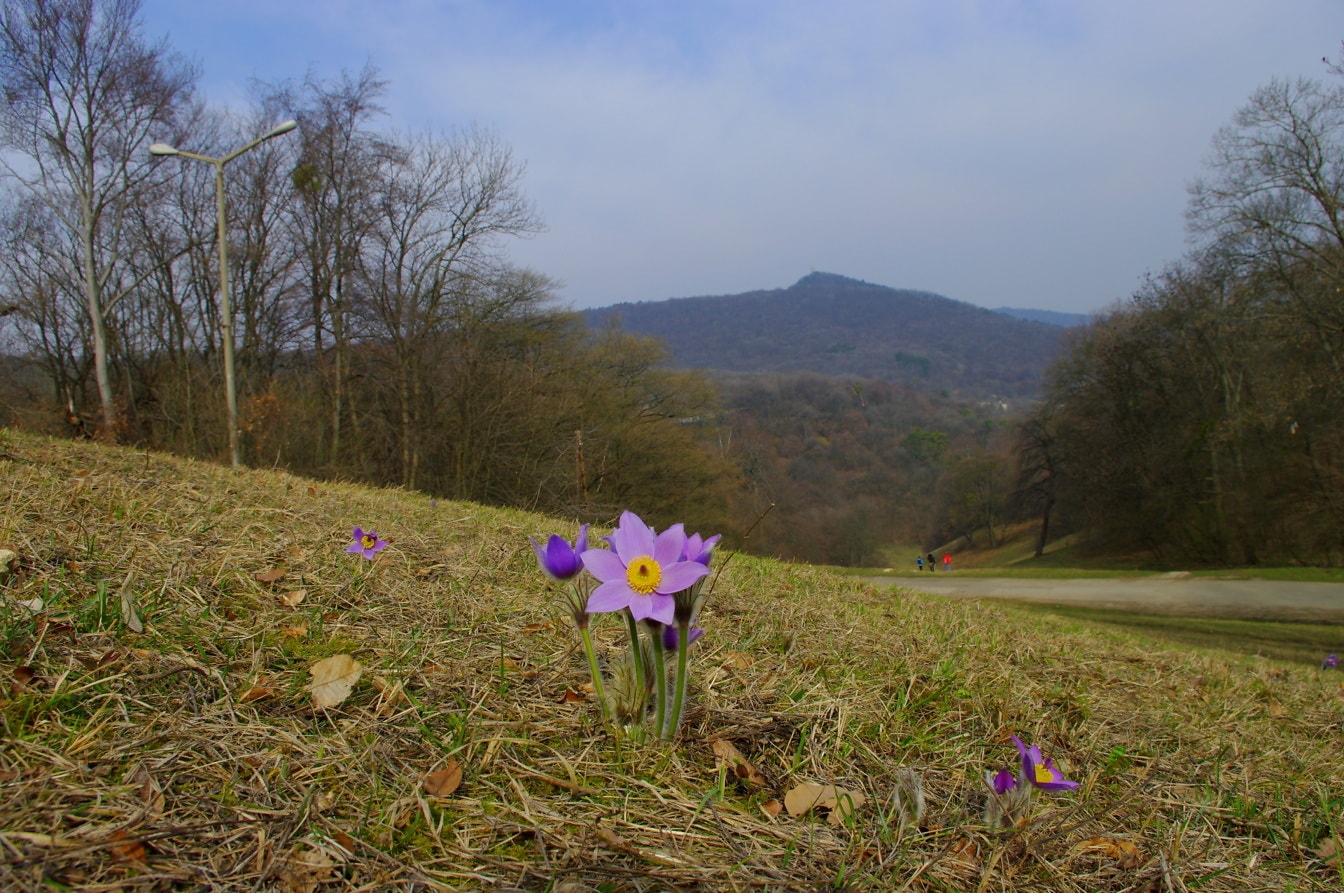 Pasque purpurni (Pulsatilla patens) divljeg cvijeća na travi na brdu izbliza