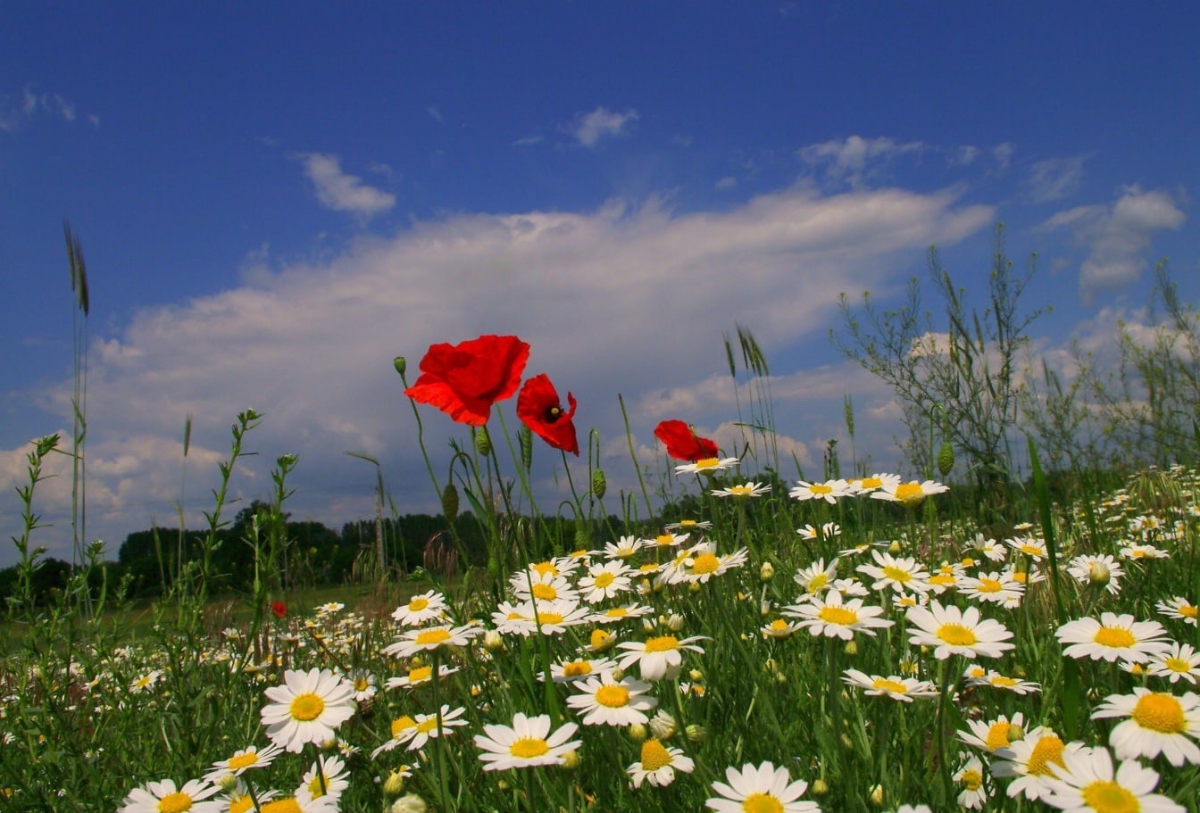 Wild chamomile and opium poppy wildflowers in spring time meadow