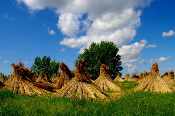 Reed grass haystack in field