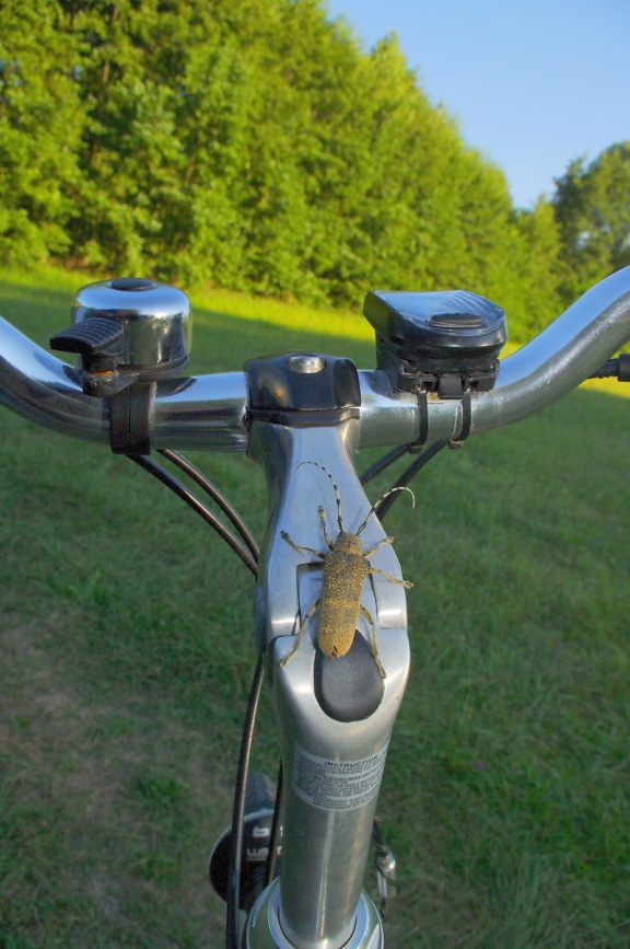 scarabée, brun jaunâtre, gros, volant de direction, vélo, fermer, en détail