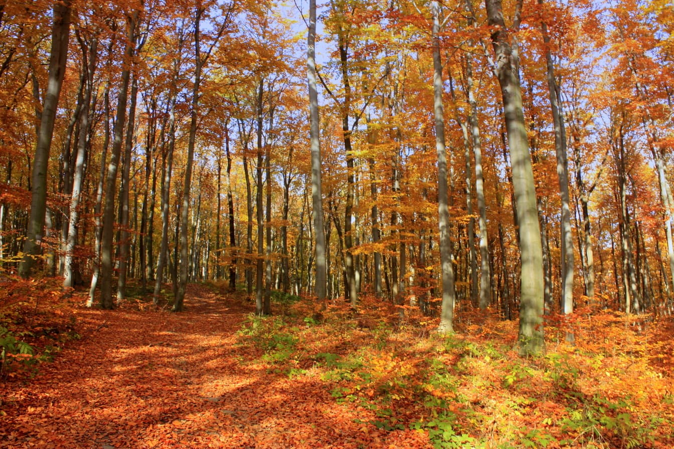 Metsän oranssinkeltaiset värit ja metsäpolku sutumnissa