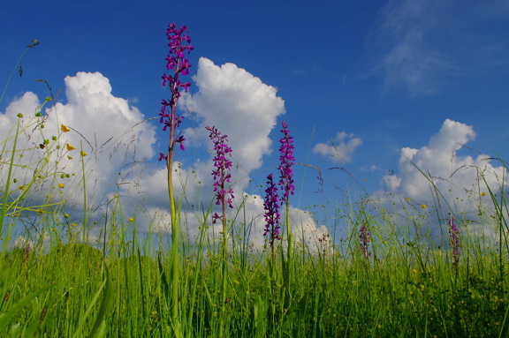 Purplish wildflower in grassy meadow with blue sky background