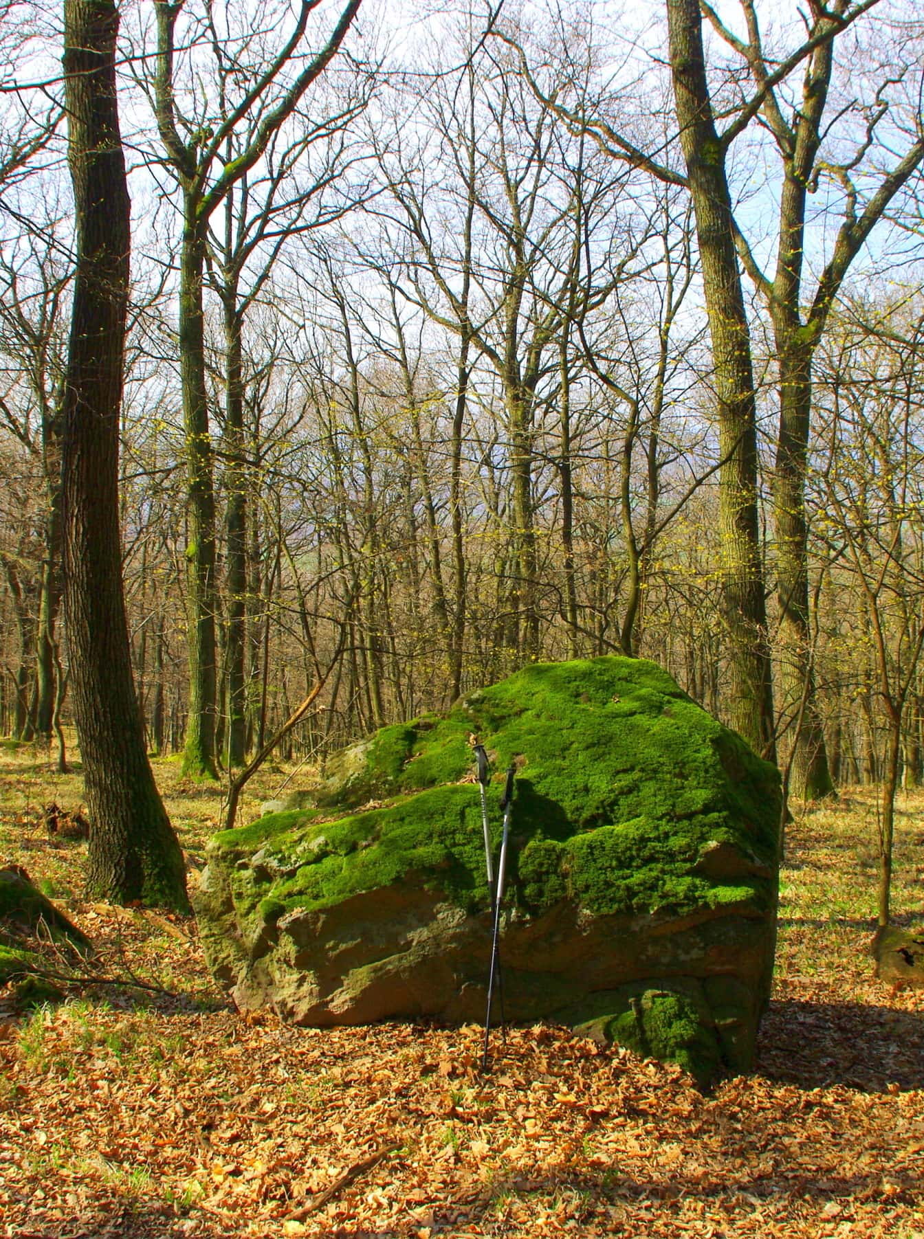 Bastones de senderismo en una gran roca musgosa en el bosque