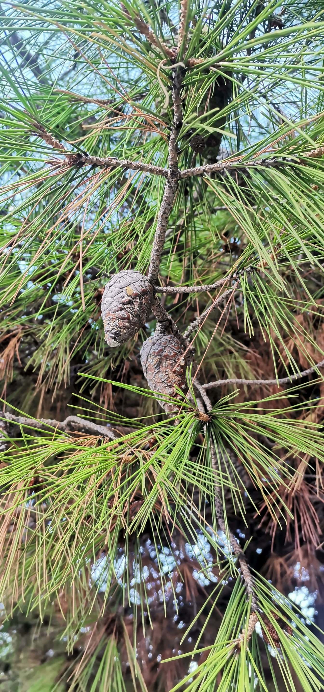 알레포 소나무 (Pinus halepensis) 잎이 있는 소나무 가지의 클로즈업
