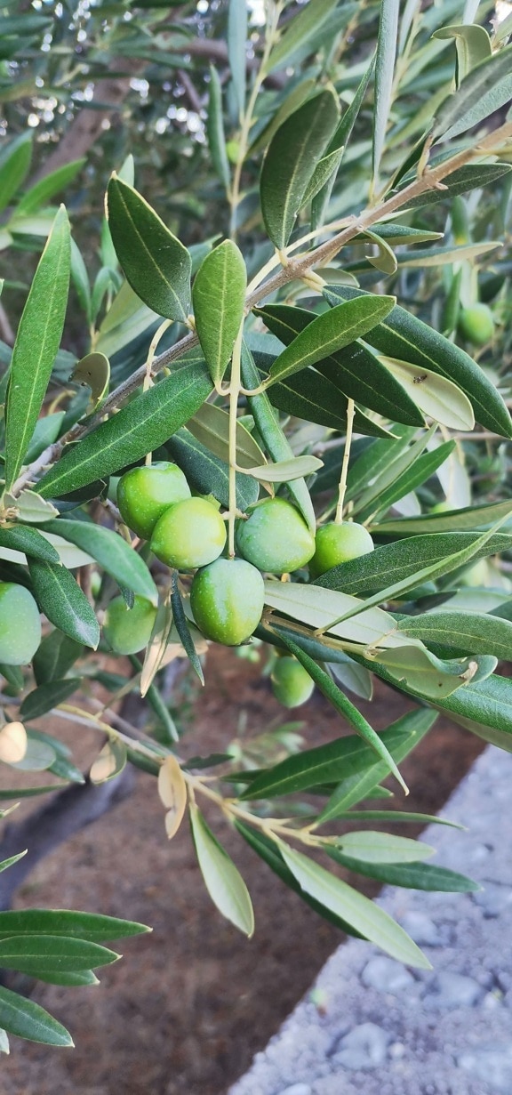 Olive fruit tree with green leaves and branchlets close-up