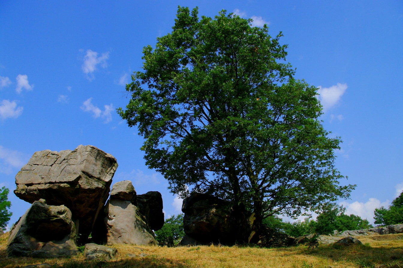 Arka plan olarak ağaç ve mavi gökyüzü ile çimenlerin üzerinde büyük granit kayalar