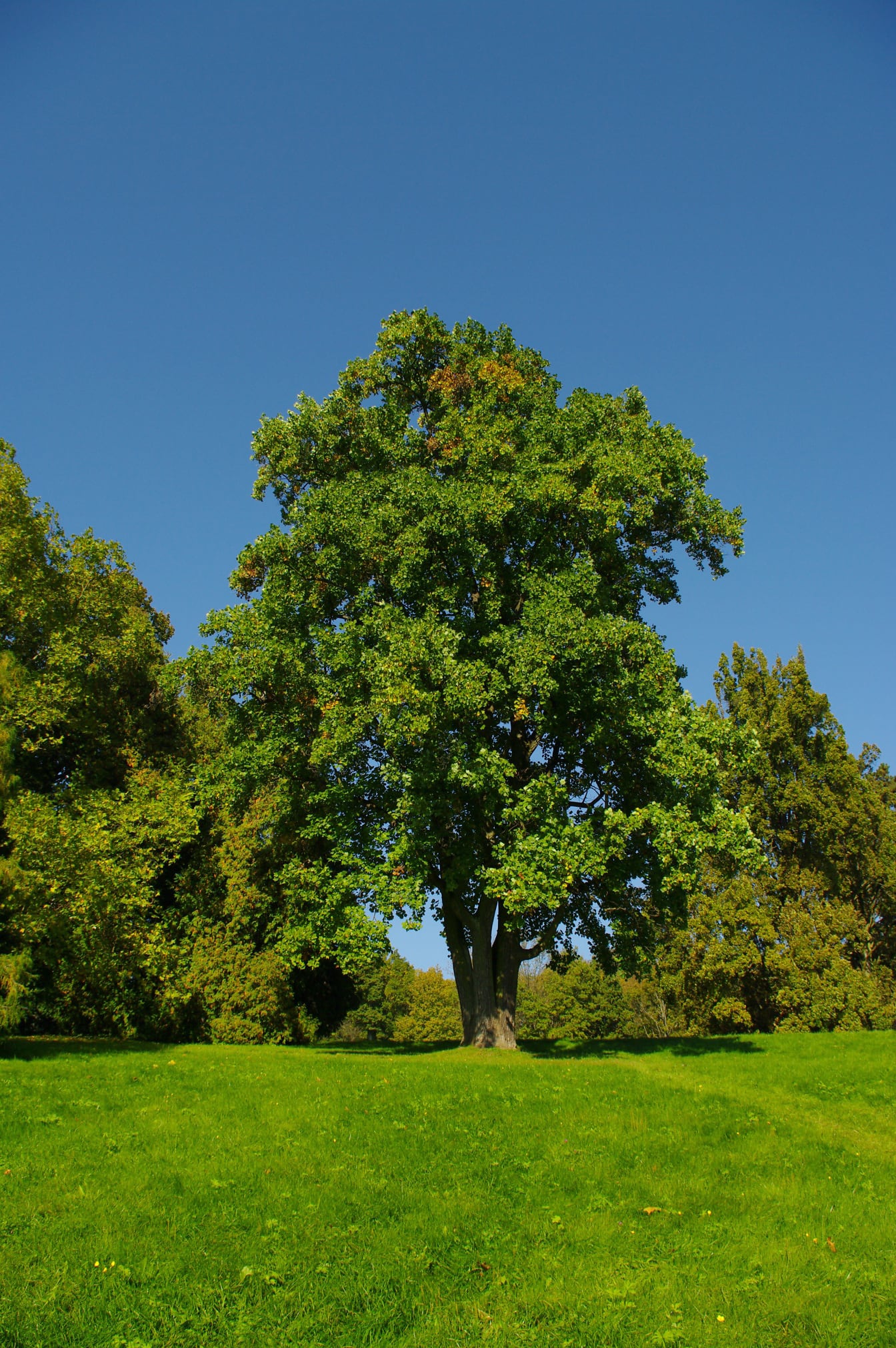 Stort træ med grønne grene og grønne blade på bakketop