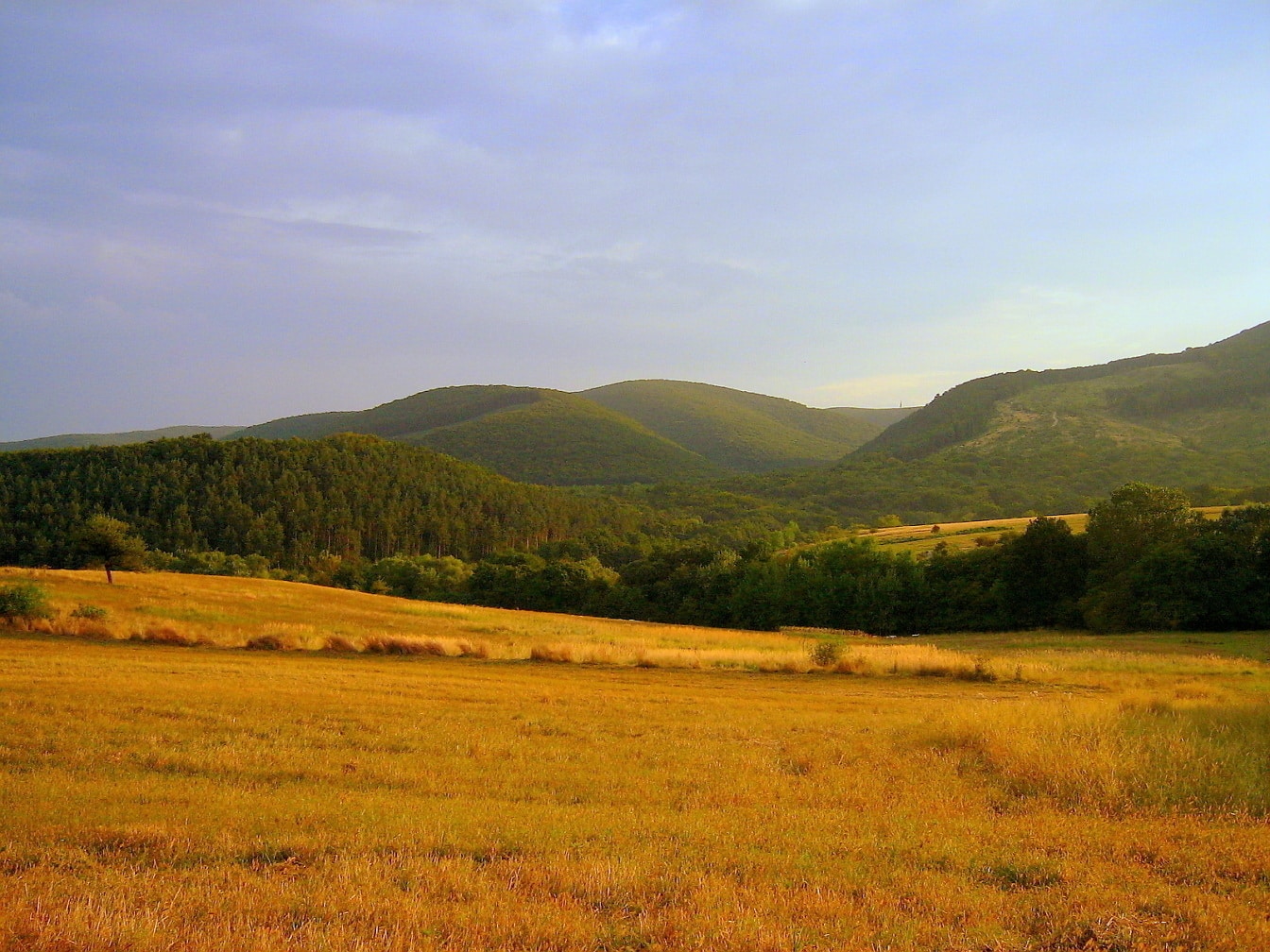 Nyári füves rét, háttérben zöld domboldallal