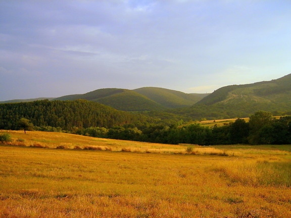 Summer grassy meadow with green hillside in background