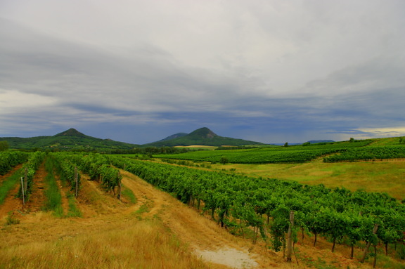 Vignoble à flanc de coteau par temps nuageux en saison estivale