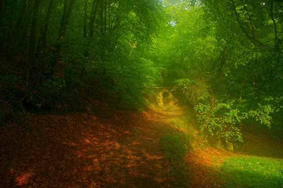 majestuoso, bosque, sombra, colores, otoño, luz, camino de bosque