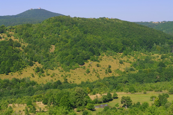 Grønn knaus i åssiden ved nasjonalparken i Ungarn