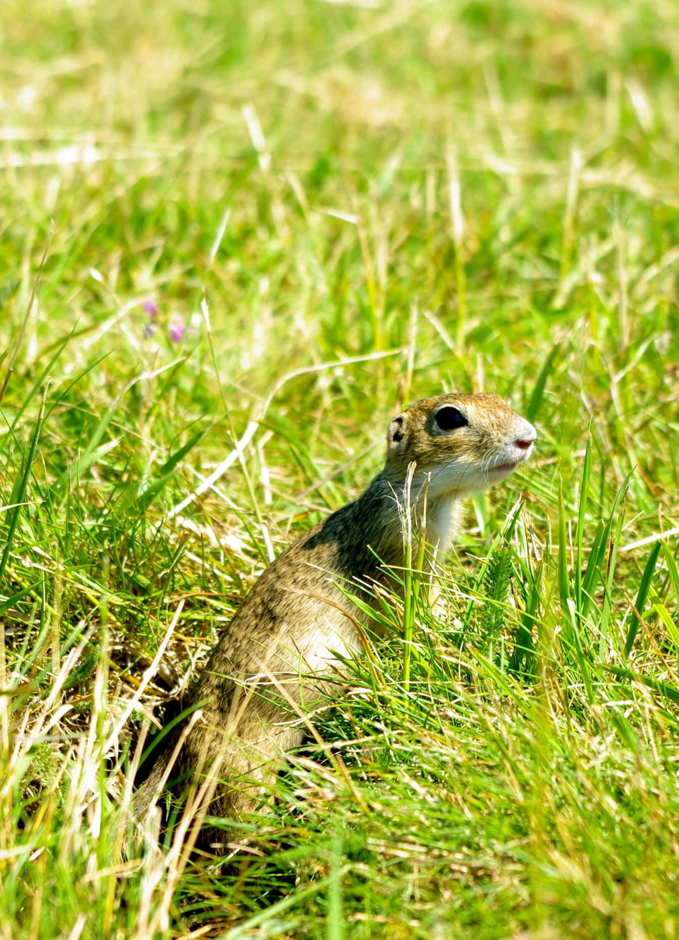 Malá zemná veverička alebo malý syslík (Spermophilus pygmaeus) v rastlinách zelenej trávy