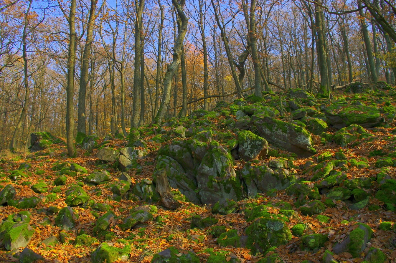Dark green mossy rocks on slope in forest in autumn season