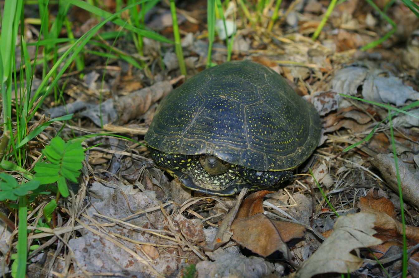 Broasca țestoasă europeană de iaz (Emys orbicularis) în iarbă pe pământ