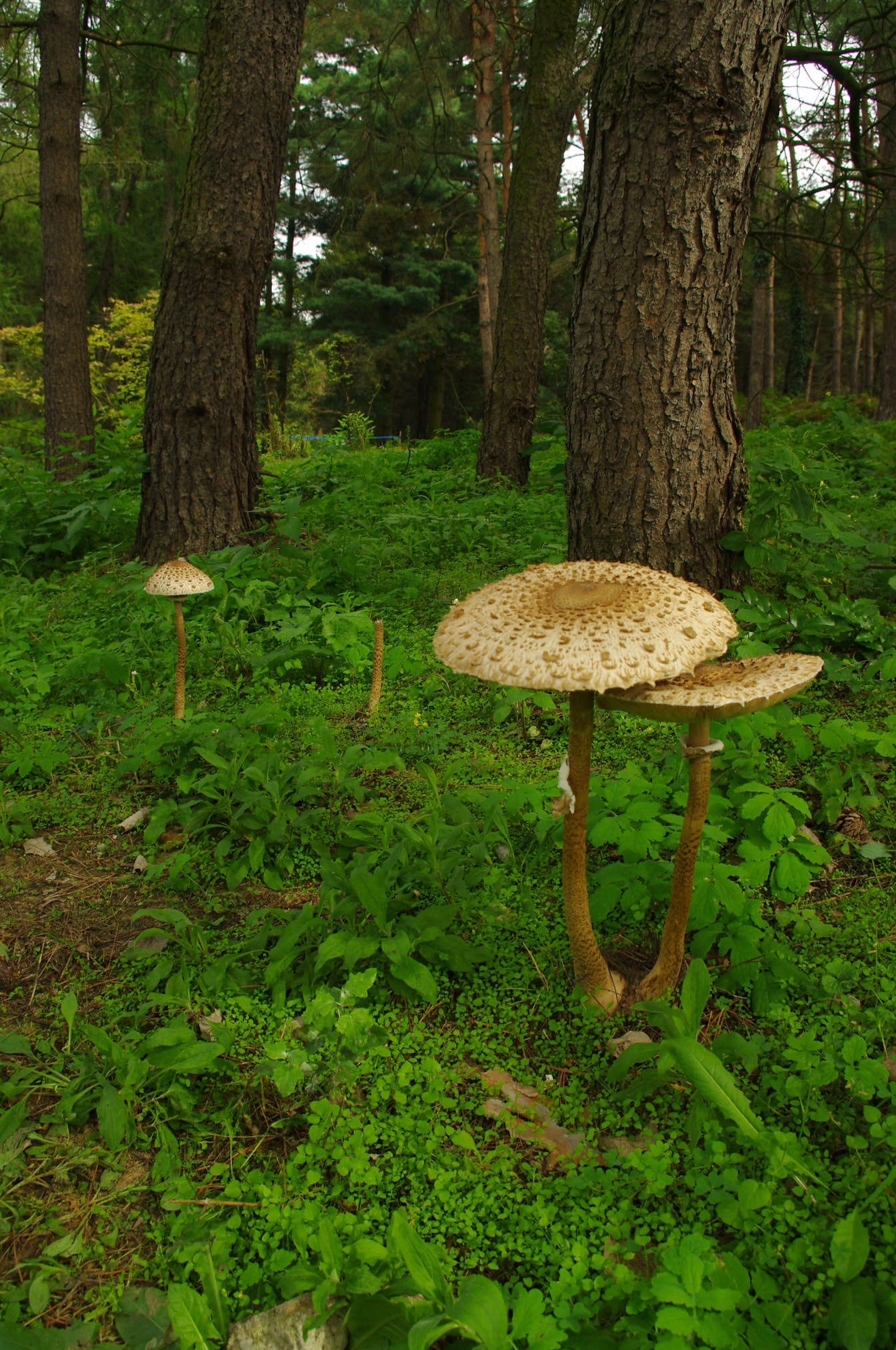 Big parasol mushroom (Macrolepiota procera) in forest