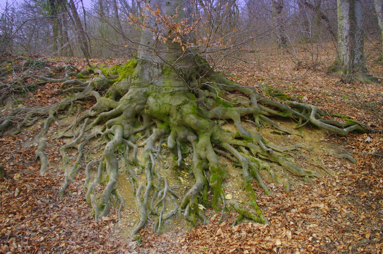 Grande tronco de árvore com raízes na floresta