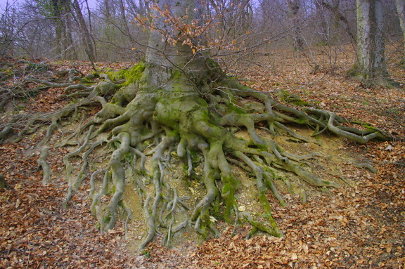 Большой ствол дерева с корнями в лесу