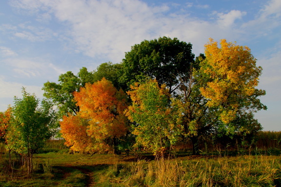 Sonbahar mevsiminde turuncu, sarı ve yeşilimsi sarı ağaçlar