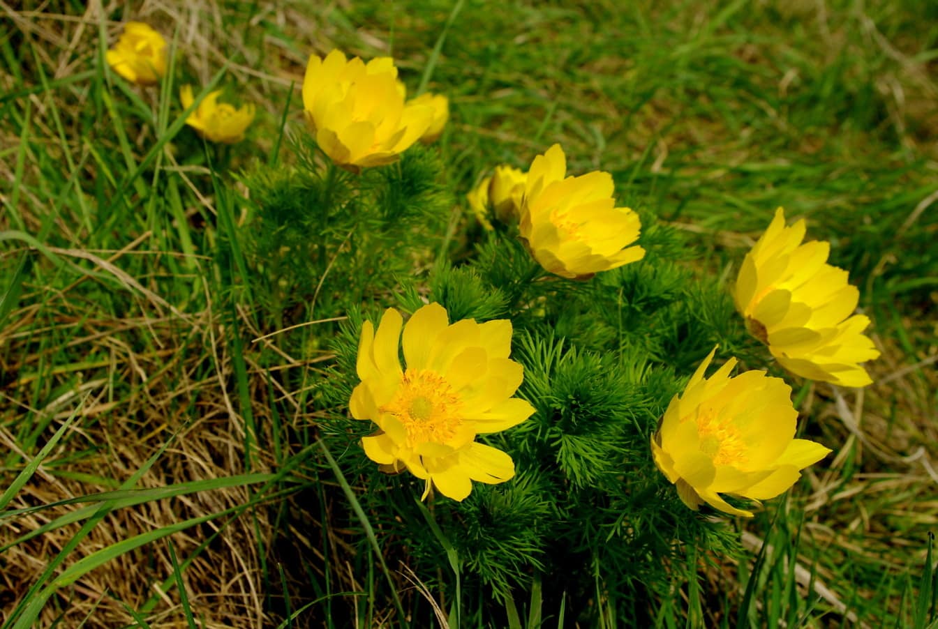 꿩 눈의 노란 꽃잎은 풀밭의 야생화(Adonis vernalis)