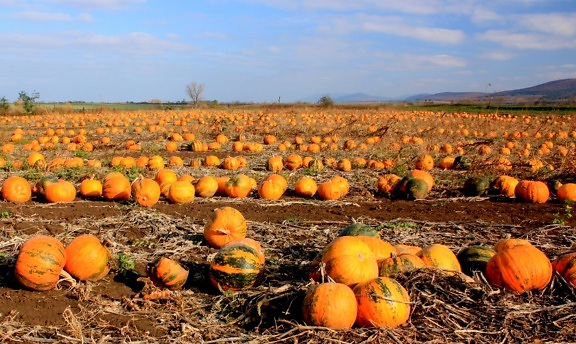 Pumpkin harvest on agricultural flat field in autumn season