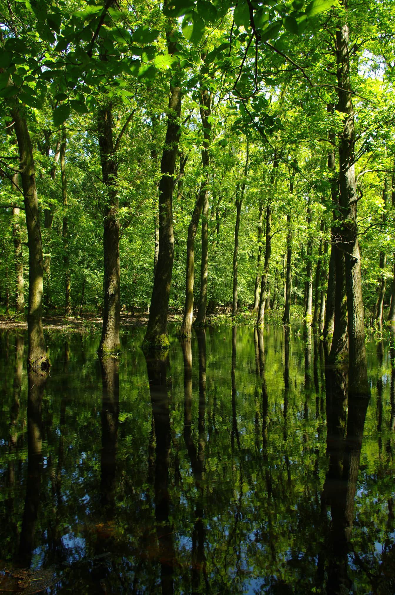 Flood in green forest majestic woodland landscape