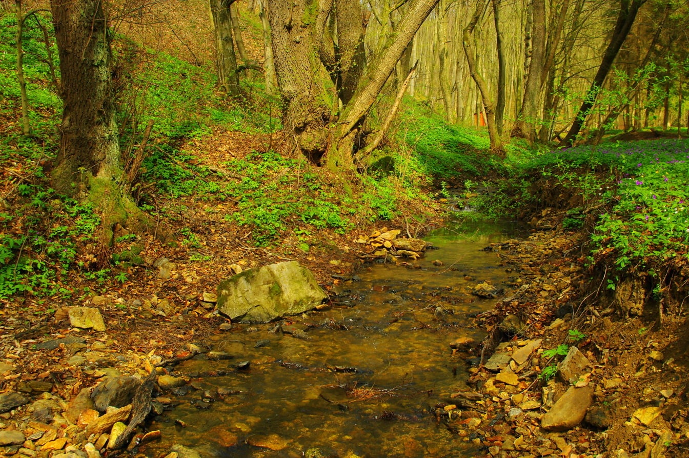 Krásna krajina brehu potoka v lese v jarnom období