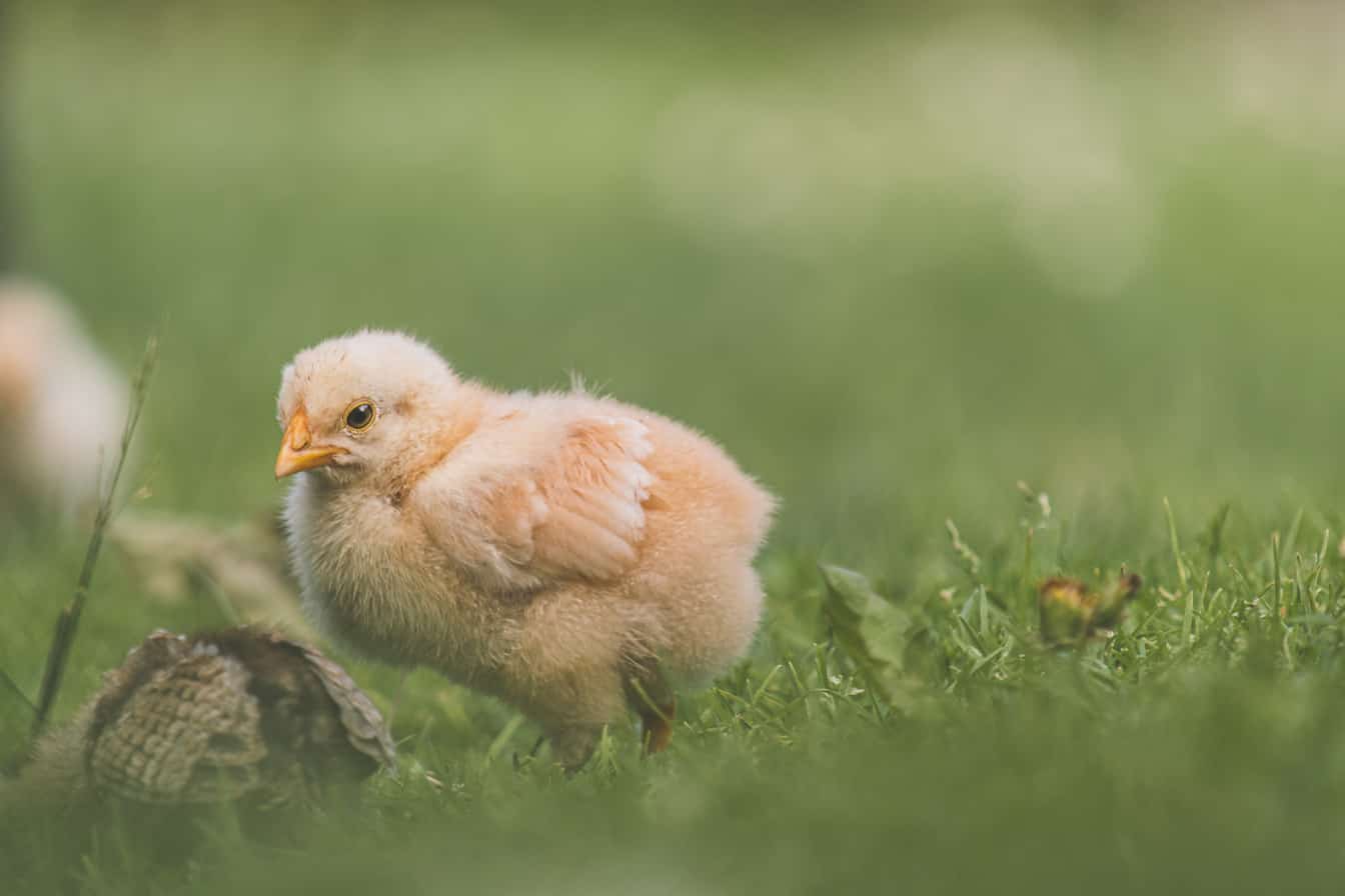 Pequeño pollito doméstico de color marrón amarillento en la fotografía de primer plano de la hierba