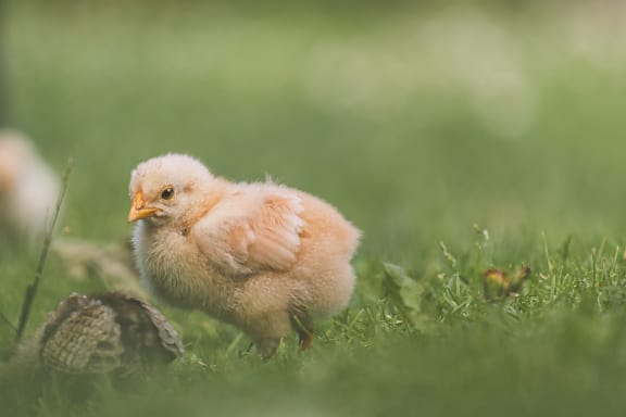 Small domestic yellowish brown chick in grass close-up photograph