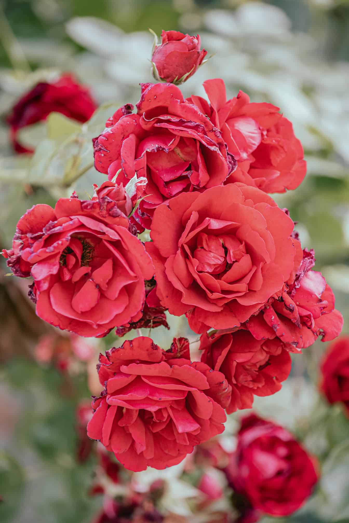 柔和的红色玫瑰花在花园特写中绽放