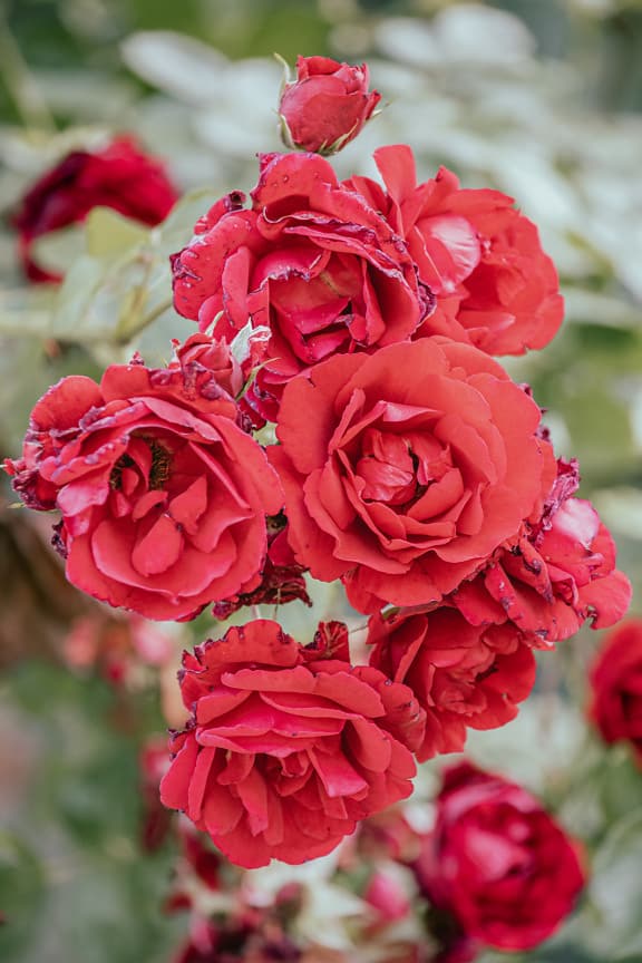 ดอกกุหลาบสีแดงพาสเทลบานสะพรั่งในสวนดอกไม้ระยะใกล้