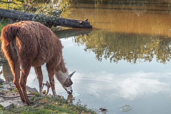 Лама (Lama glama) тварина, що п’є воду на озері в природному середовищі існування