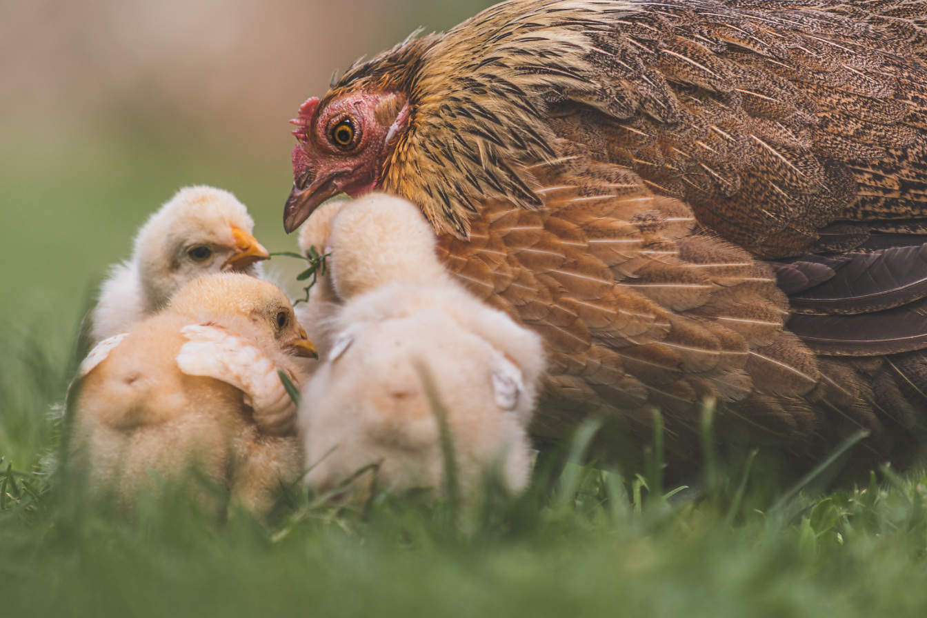 Gallina doméstica con pollo en hierba primer plano de la familia de pájaros