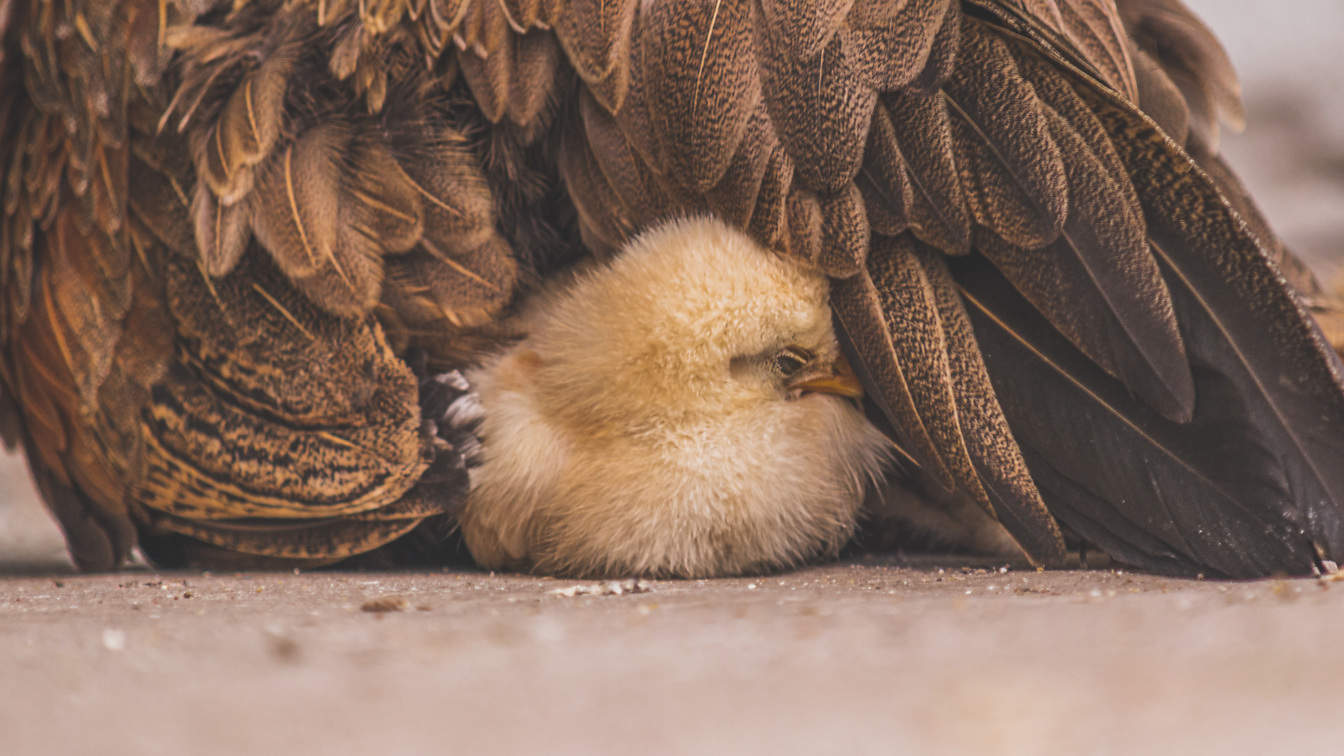 Домашнє пташеня спить під крилом курки