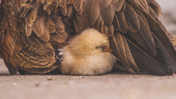Domestic chick sleeping underneath of hen wing