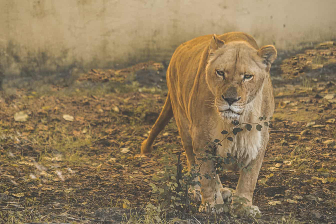 Hayvanat bahçesi yakın çekiminde duran dişi aslan (Panthera leo)