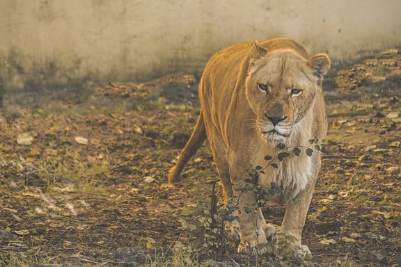 Leão, em pé, jardim zoológico, perto, predador, selvagem, carnívoro