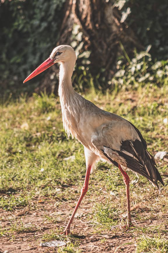 White stork (Ciconia ciconia) bird with wounded wing