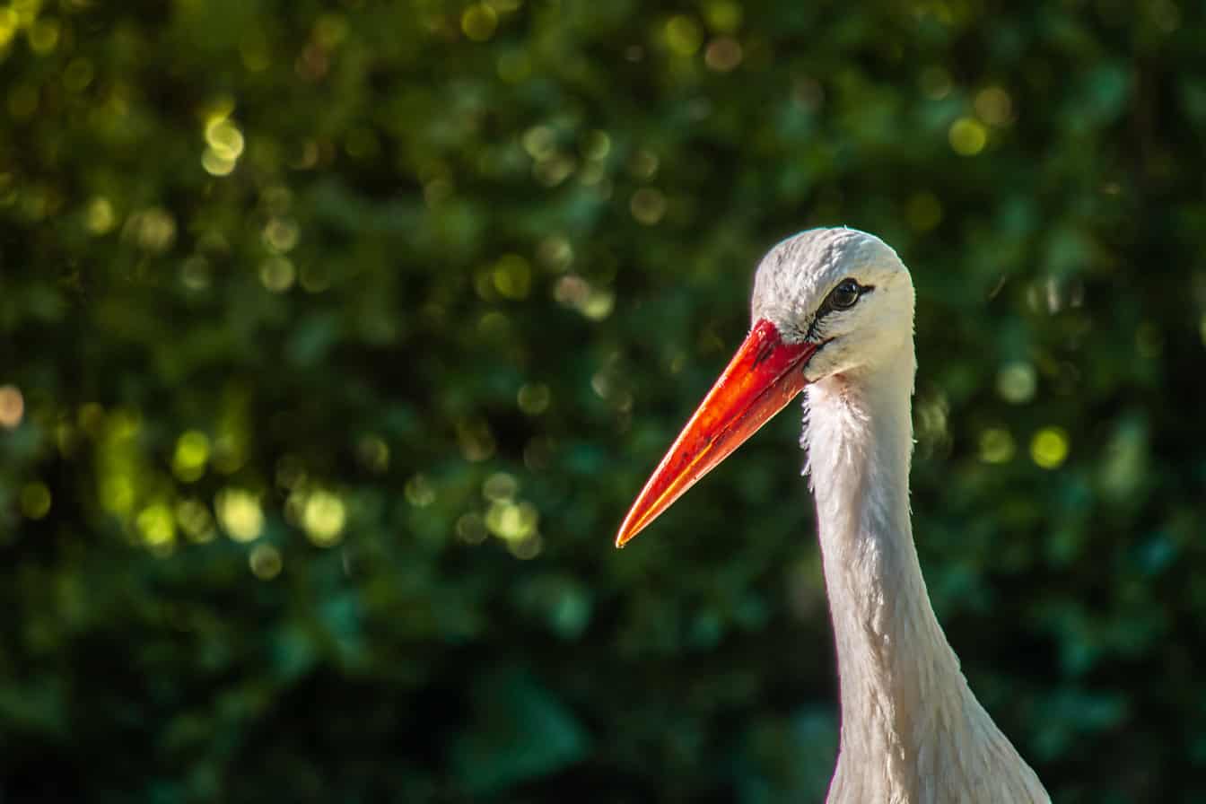 White stork (Ciconia ciconia) bird close-up of head with red beak