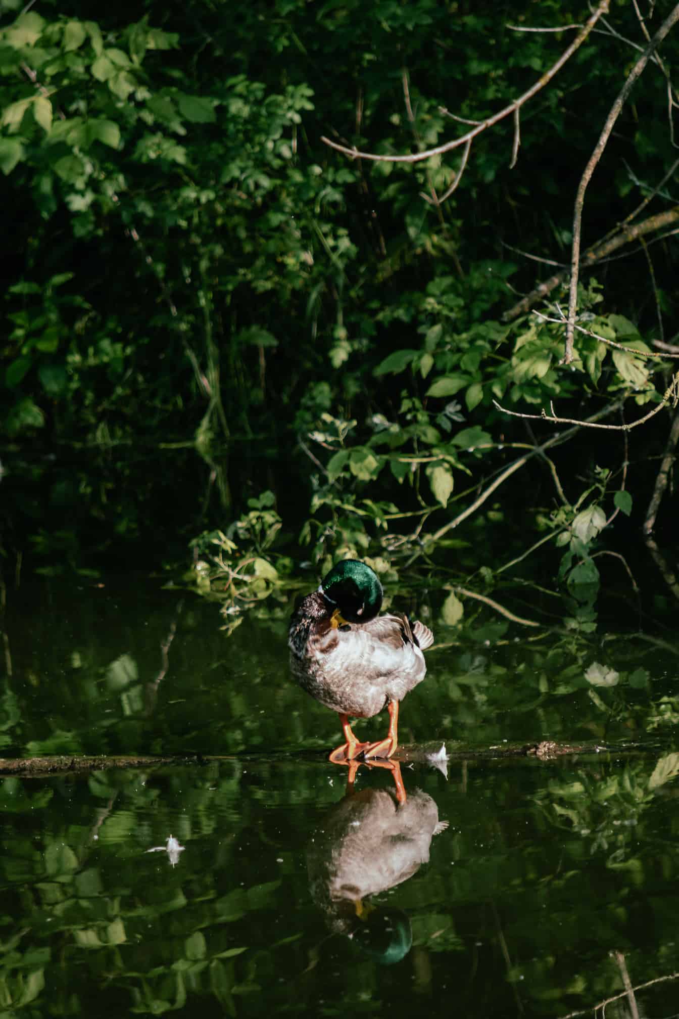 Дика качка-крижень (Anas platyrhynchos) стоїть на корчах у воді