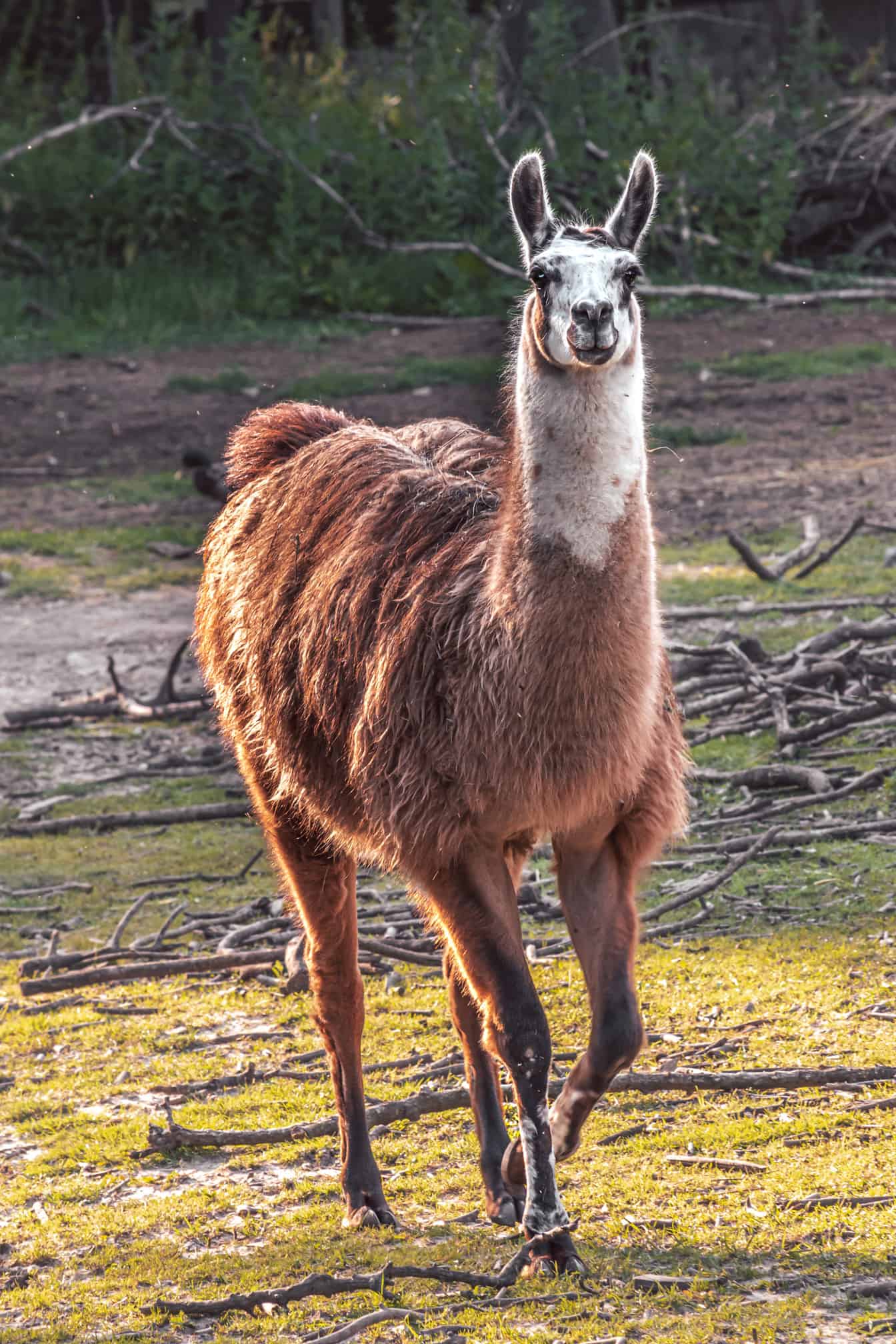 Animale (Lama glama) marrone chiaro nell’habitat naturale della natura selvaggia