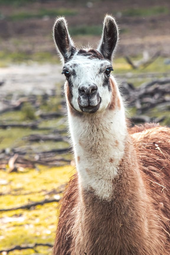 ラマ (Lama glama) 動物、頭のクローズアップ