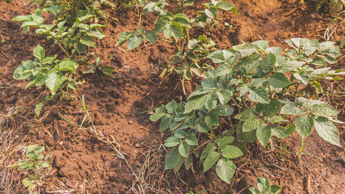 Hazai ökológiai burgonyanövény termesztése sík mezőgazdasági területen