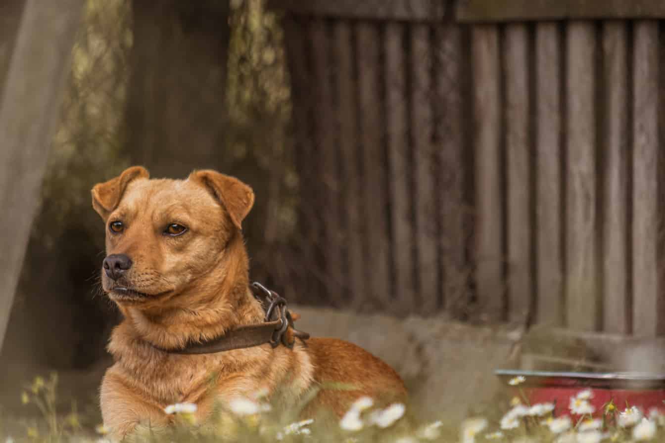 Cão marrom amarelado com coleira deitado em plantas de grama e olhando curiosamente
