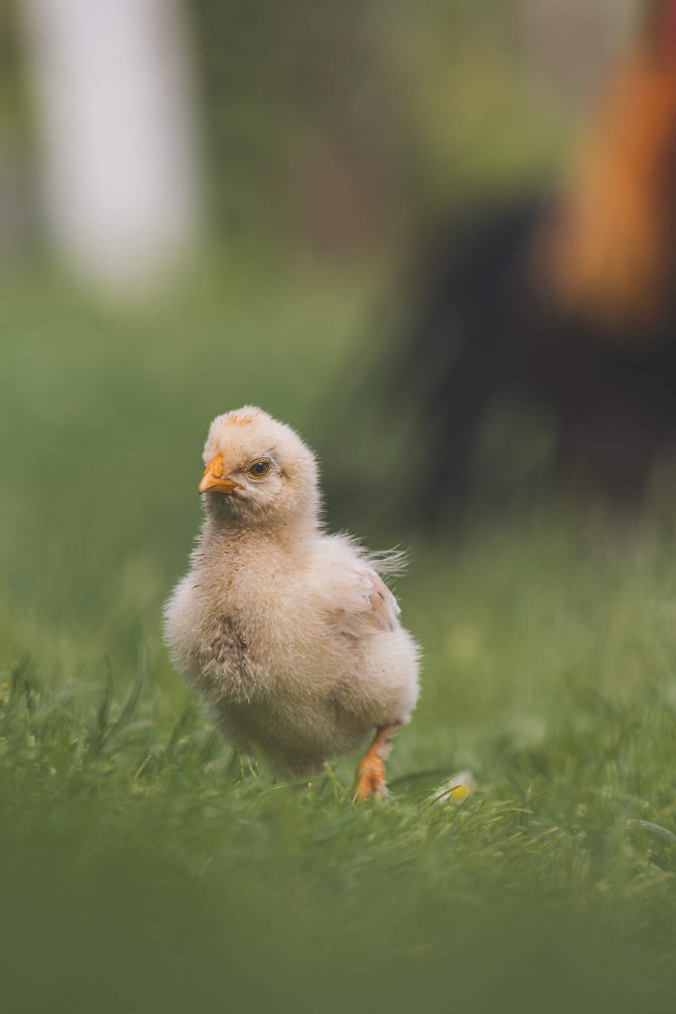 Foto close-up ayam kecil menggemaskan berjalan di atas rumput