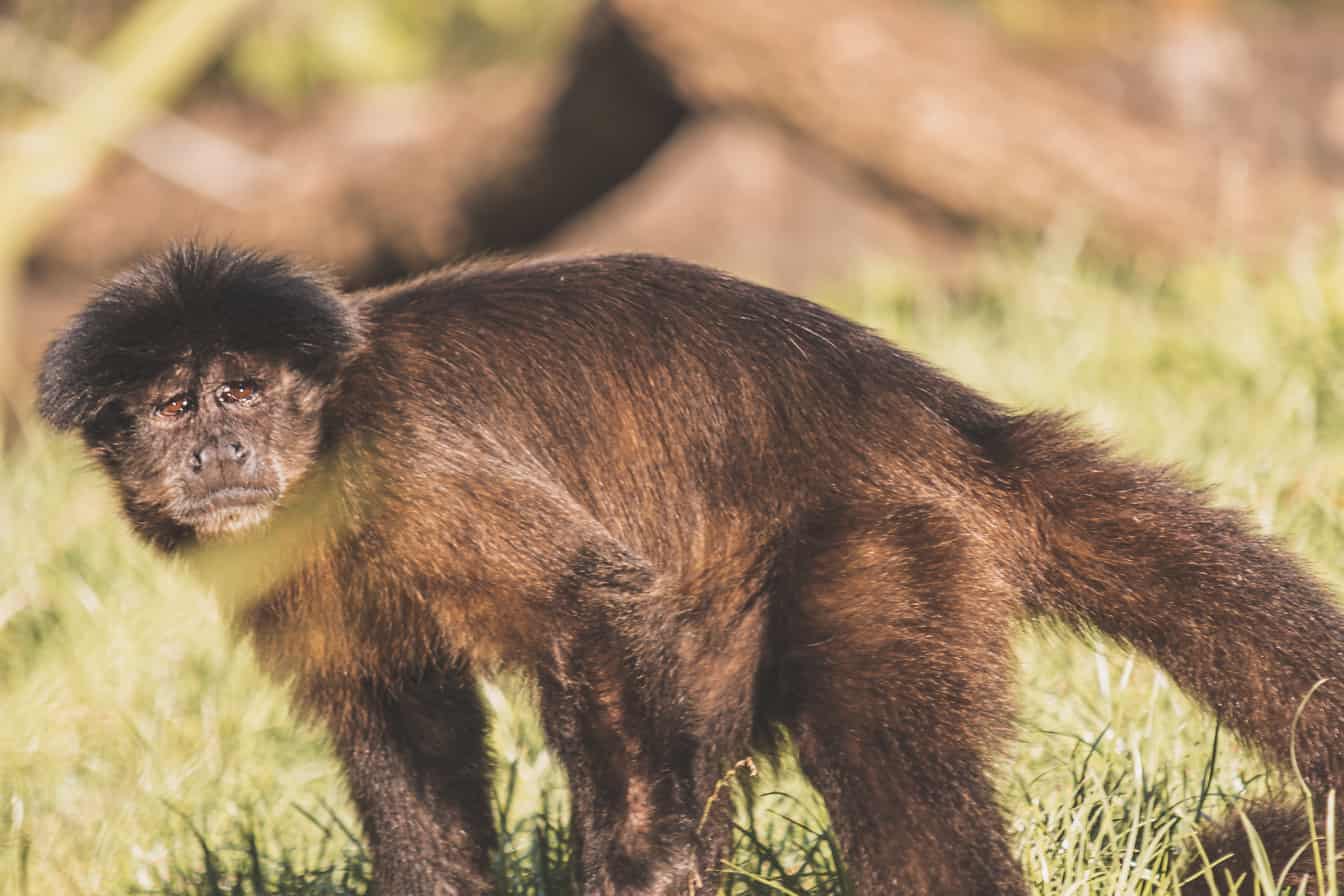 Primer plano del mono capuchino marrón (Cebus capucinus) animal en hábitat natural