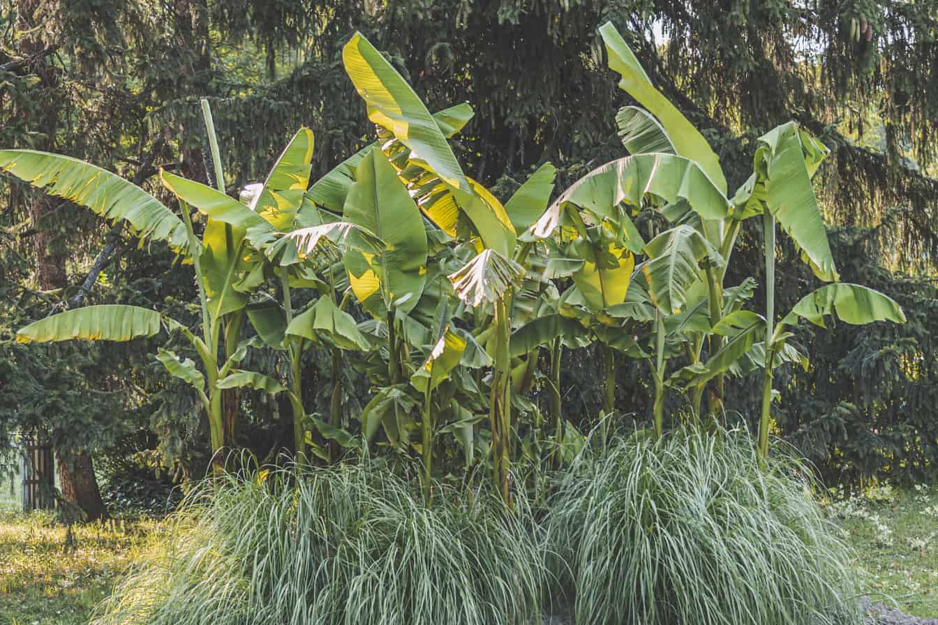 Hardy banánnövény (Musa basjoo) a parkban