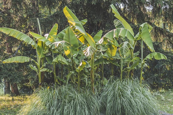 Hardy banana plant (Musa basjoo) in park